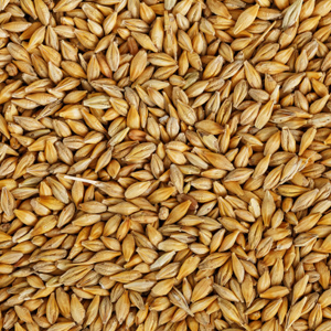 Barley | Sabena cereali