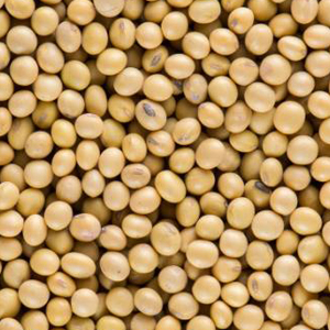 Fèves de soja | Sabena cereali