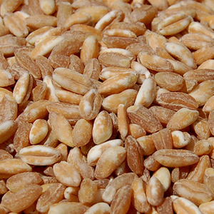 Farro | Sabena cereali