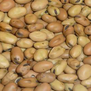 Field bean | Sabena cereali