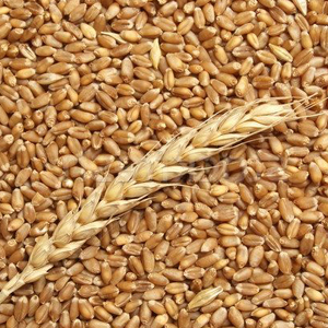 Soft wheat | Sabena cereali
