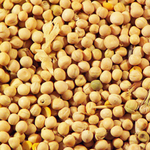 Pisello proteico | Sabena cereali